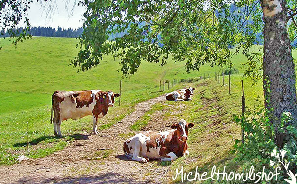 Michelthomilishof in Hinterzarten